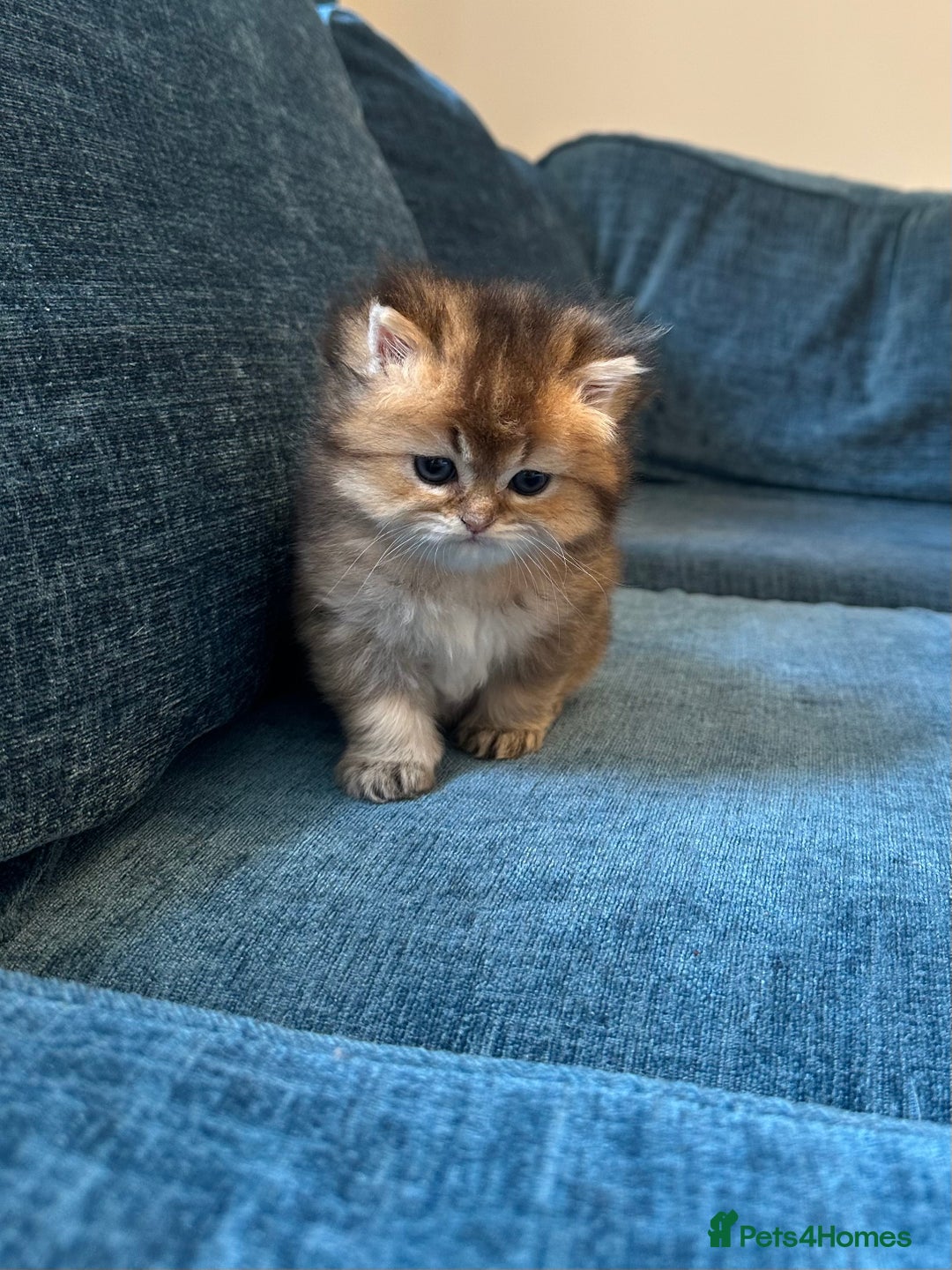 British Longhair cats for sale: Rare Golden Shaded British Longhair Girl Teddy  - Image 17