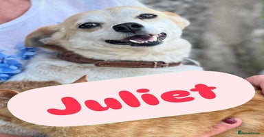 Mixed Breed dogs - Advert 1