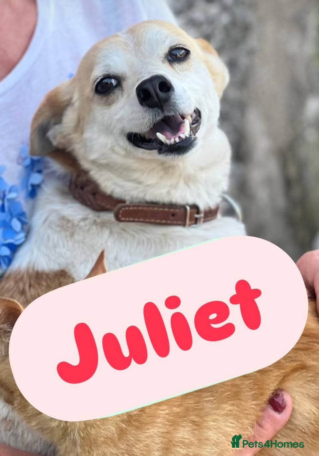 Mixed Breed dogs for adoption: 💖🐶 JULIET 🐶💖 - Image 2