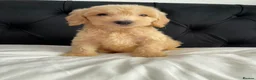 Cockapoo dogs for sale: Cockerpoo Puppies  - Advert 14