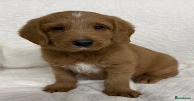 Australian Labradoodle dogs Australian Labradoodle Pups  - Advert 2