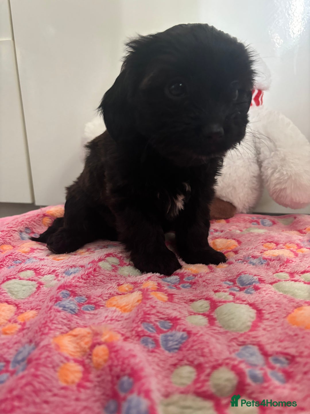 Mixed Breed dogs for sale: Lovely little shipoo pups  - Advert 9