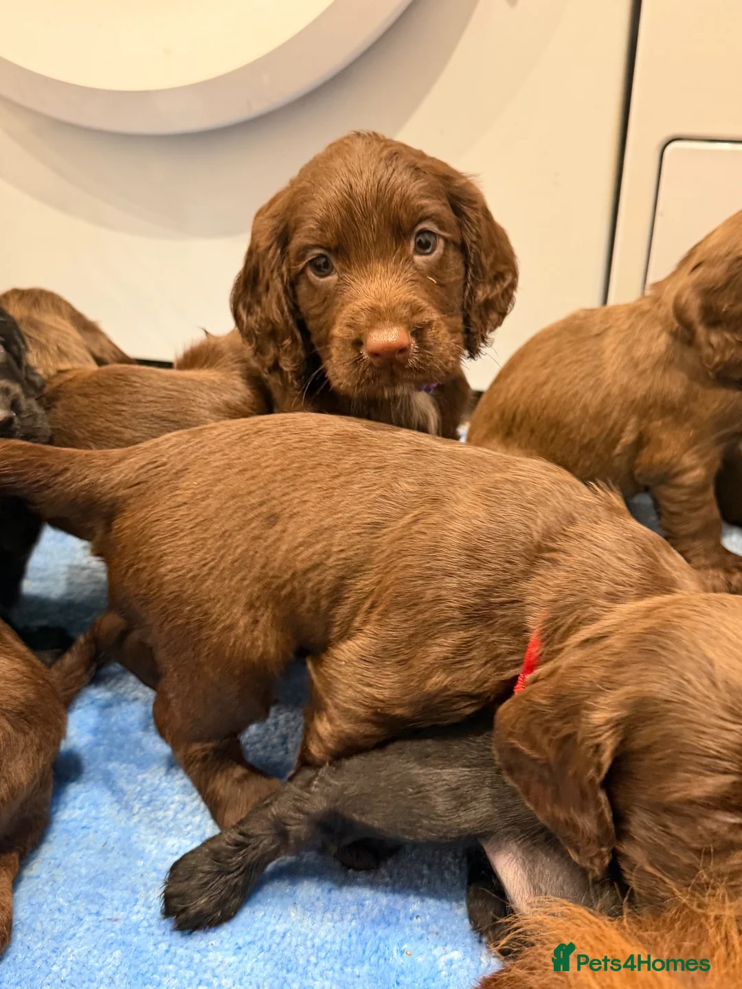 Cocker Spaniel dogs for sale: Cocker spaniel puppies - Advert 2