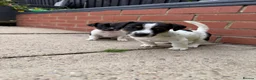 Jack Russell dogs for sale: 3 beautiful Jack Russell girls - Advert 32