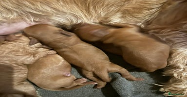 Labradoodle dogs - Advert 3