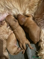 Labradoodle dogs - Advert 3