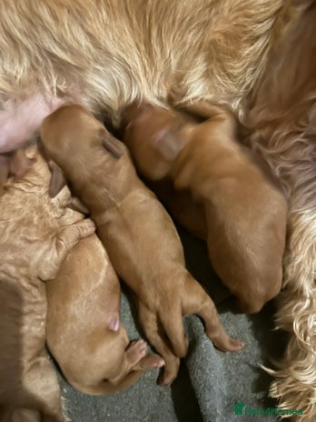 Labradoodle dogs - Advert 1