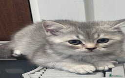 British Shorthair cats for sale: Reduced price! 1 BSH pedigree ready to leave now - Image 14