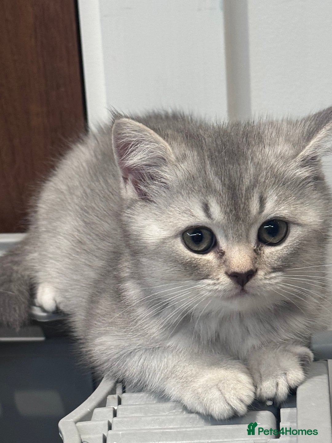 British Shorthair cats for sale: Reduced price! 1 BSH pedigree ready to leave now - Image 14