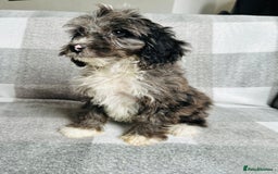 Cockapoo dogs for sale: Beautiful cockapoos looking for forever homes  - Image 5