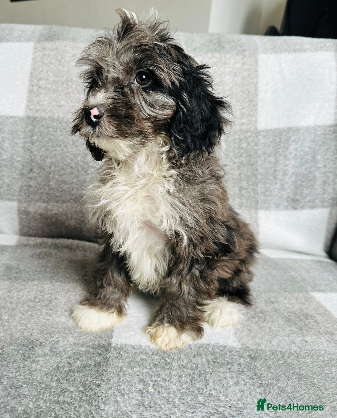 Cockapoo dogs for sale: Beautiful cockapoos looking for forever homes  - Image 5
