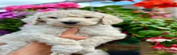 Standard Poodle dogs for sale: Outstanding Standard Poodle Puppies - Advert 9