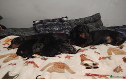 Miniature Dachshund dogs for sale: KC Register miniature dachshunds smooth coat - Image 8