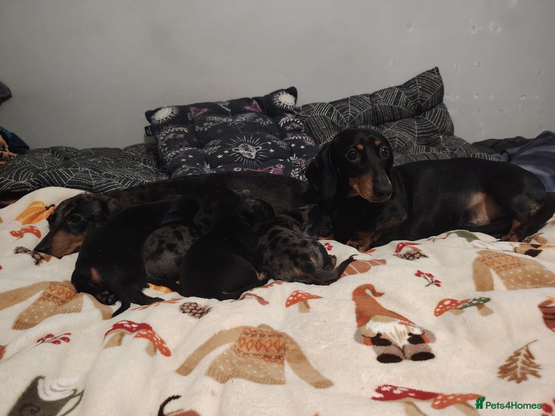 Miniature Dachshund dogs for sale: KC Register miniature dachshunds smooth coat - Image 8