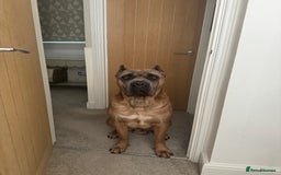 Cane Corso dogs for stud: Cane corso stud - Image 1