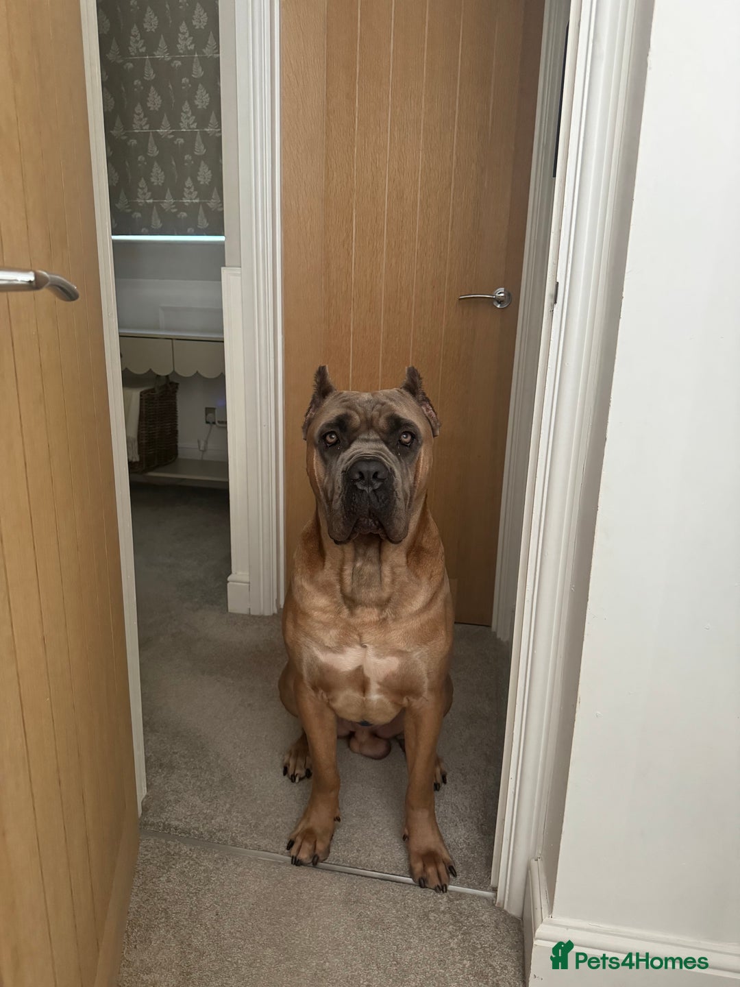 Cane Corso dogs for stud: Cane corso stud - Image 1