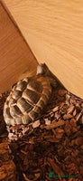 Tortoise reptiles - Advert 1