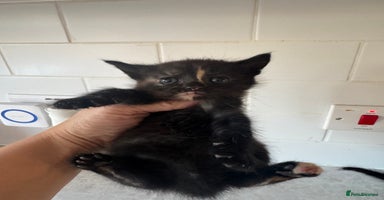 Mixed Breed cats - Advert 13