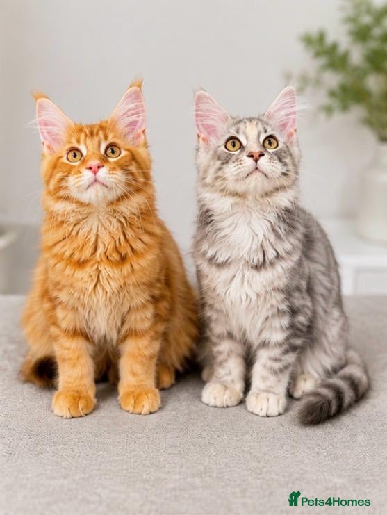 Maine Coon cats Pure breed XXL Maine Coon kittens  - Advert 18