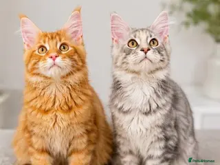 Maine Coon cats Pure breed XXL Maine Coon kittens - Advert 18
