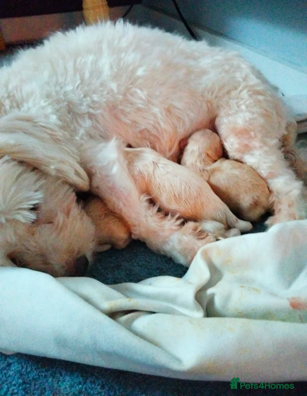 Maltipoo dogs for sale: Stunning F1 Maltpoo's 200+ Health Tests - Advert 10