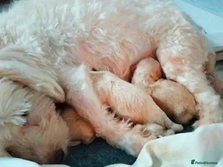 Maltipoo dogs Stunning F1 Maltpoo's 200+ Health Tests - Advert 12