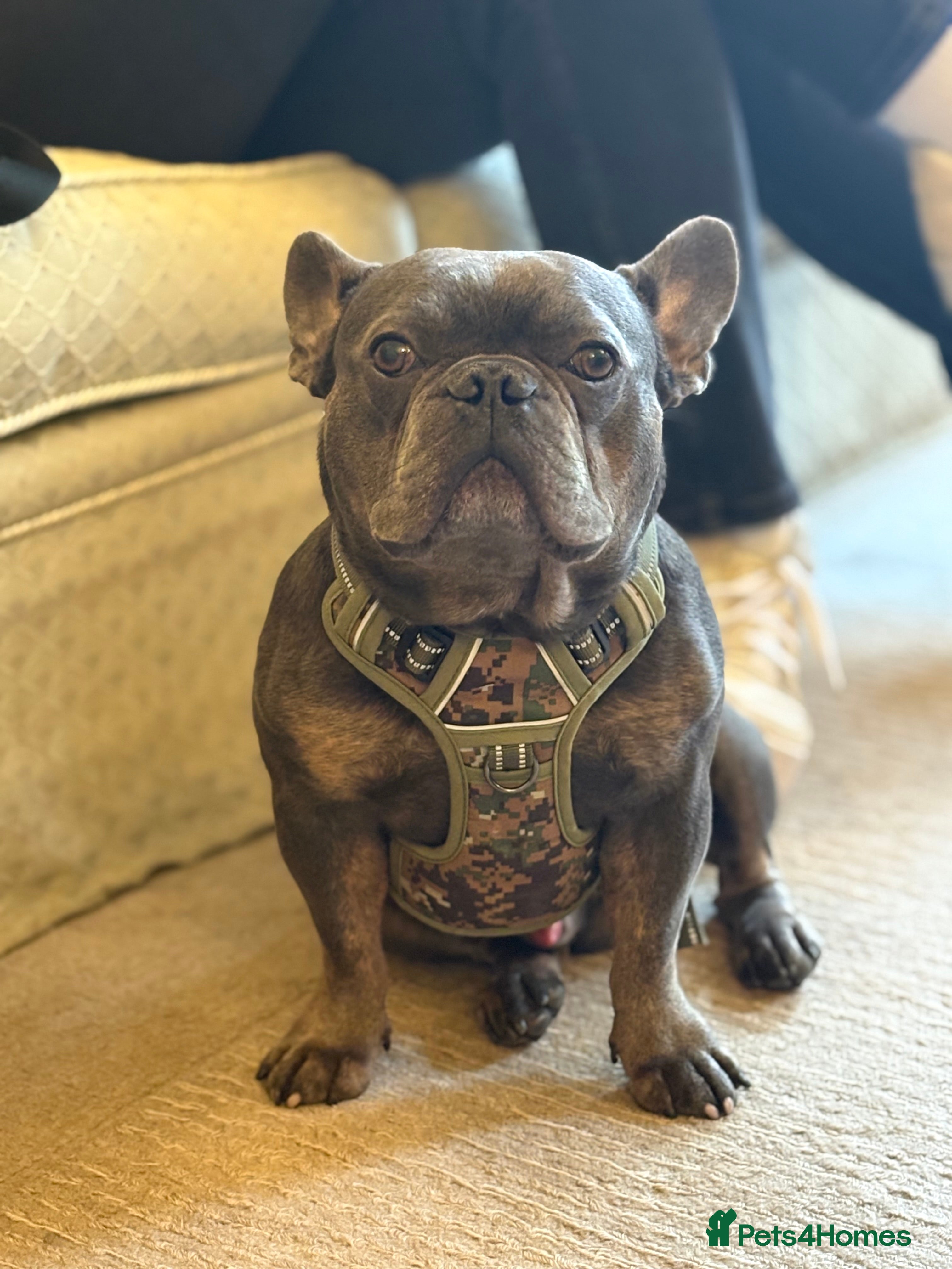 French Bulldog dogs Stunning French bulldog - Advert 2