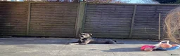 Staffordshire Bull Terrier dogs for stud: Proven Staffordshire Bull Terrier for stud in Farnborough - Advert 17