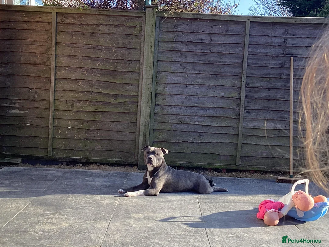 Staffordshire Bull Terrier dogs for stud: Proven Staffordshire Bull Terrier for stud in Farnborough - Advert 17