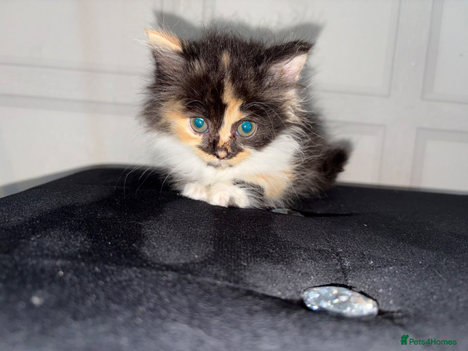 British Shorthair cats british short hair cross ragdoll - Advert 6