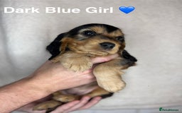 Cocker Spaniel dogs for sale: Beautiful show and working cockers - Image 4