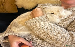 Lionhead rabbits for sale: Lion head x Lop buck looking for forever home - Image 4