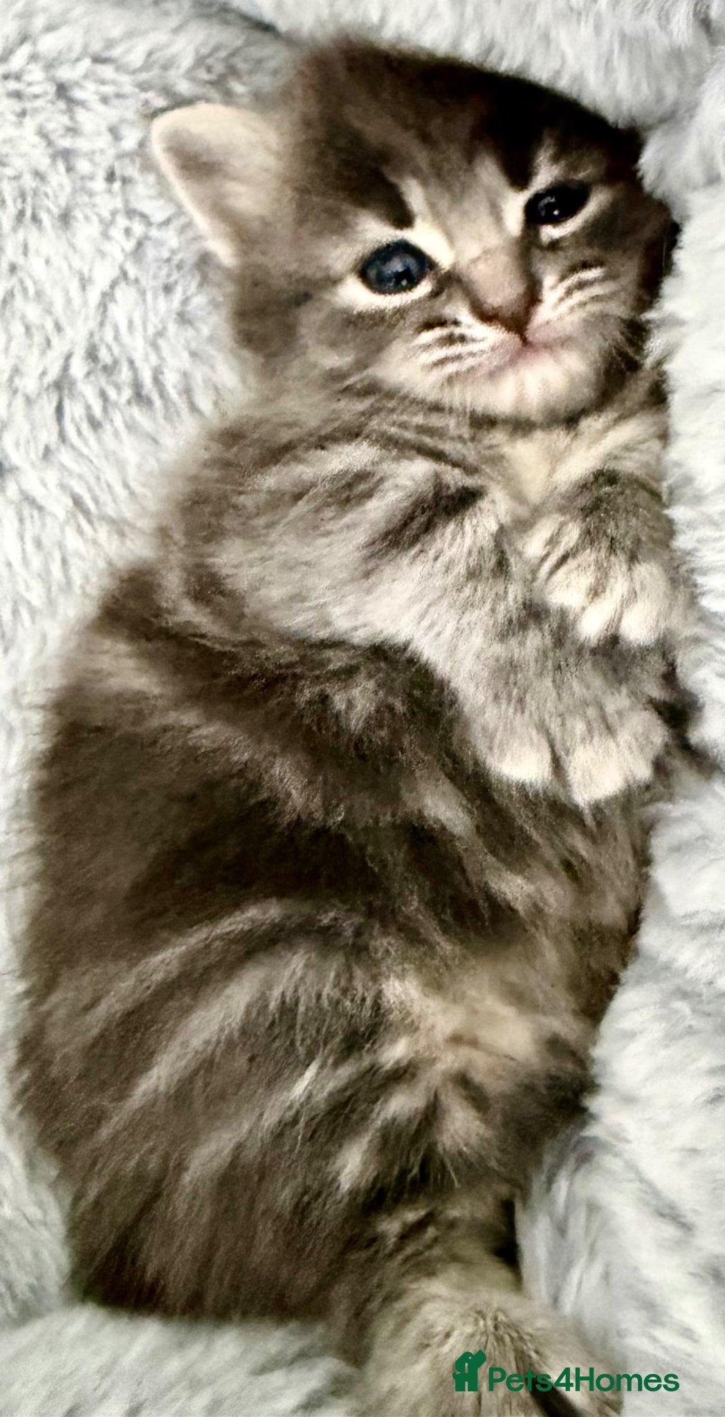 Mixed Breed cats for sale: Gorgeous, lovely Tabby kittens looking for home💕 - Advert 20