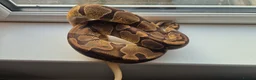 Python Snake reptiles for sale: Royal / Ball Pythons For Sale - Advert 6