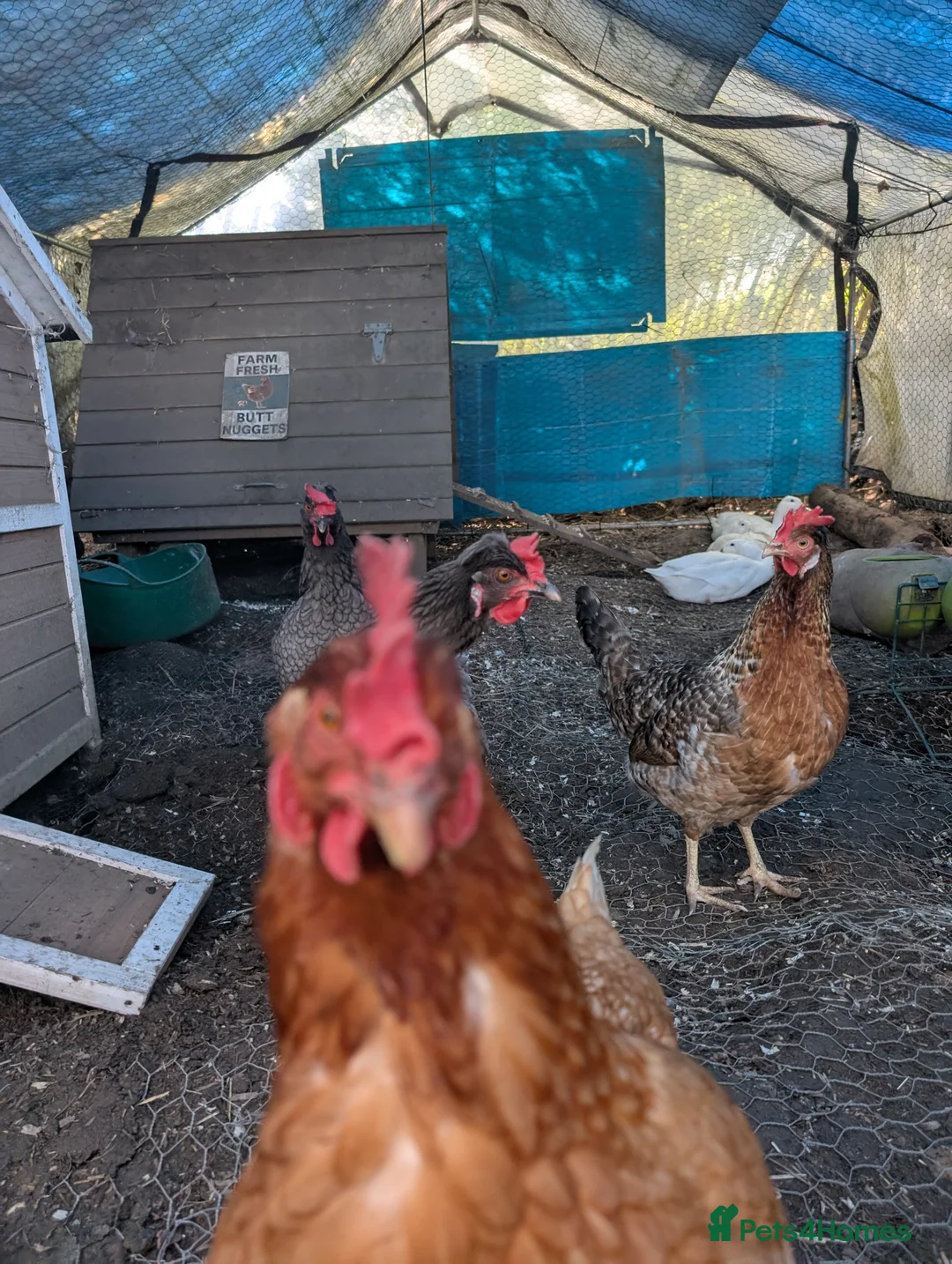 Chickens poultry for sale: 4 laying hens for sale in Wadhurst - Advert 2