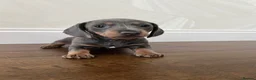 Miniature Dachshund dogs for sale: Kc reg miniature smooth haired dachshund  - Advert 6