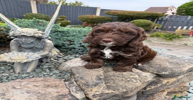 Cockapoo dogs - Advert 2
