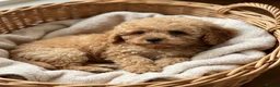 Cavapoo dogs for sale: F1b beautiful Cavapoo puppies  - Advert 1