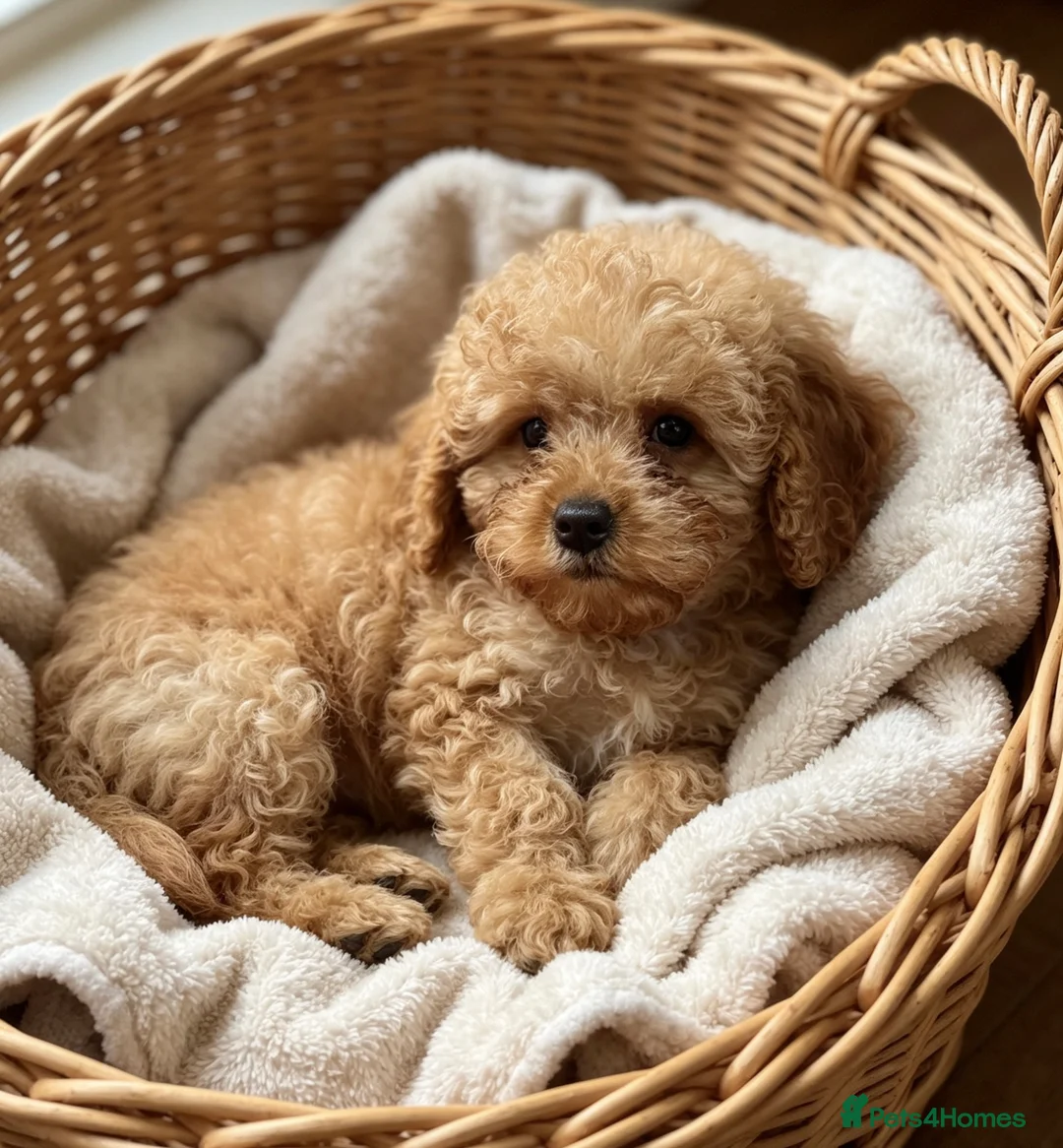Cavapoo dogs for sale: F1b beautiful Cavapoo puppies  - Advert 1