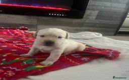 Labrador Retriever dogs for sale: Labrador puppies  - Image 7