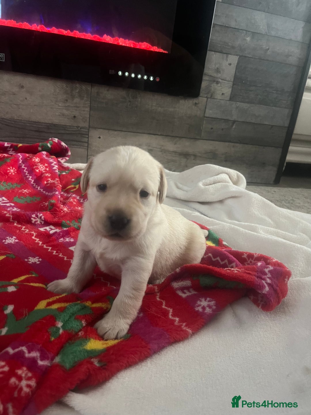 Labrador Retriever dogs for sale: Labrador puppies  - Image 7