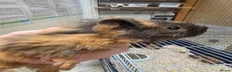 Guinea Pig rodents for sale: Female guinea pigs  - Advert 27