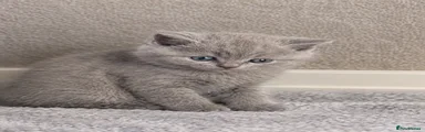 British Shorthair 2