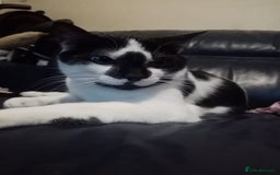 British Longhair cats for sale: British long hair cat simba  - Image 1