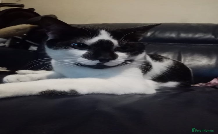 British Longhair cats - Advert 1