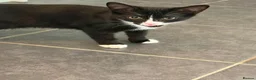 Mixed Breed cats for sale: 2 cats for sale  in Sheffield - Advert 20