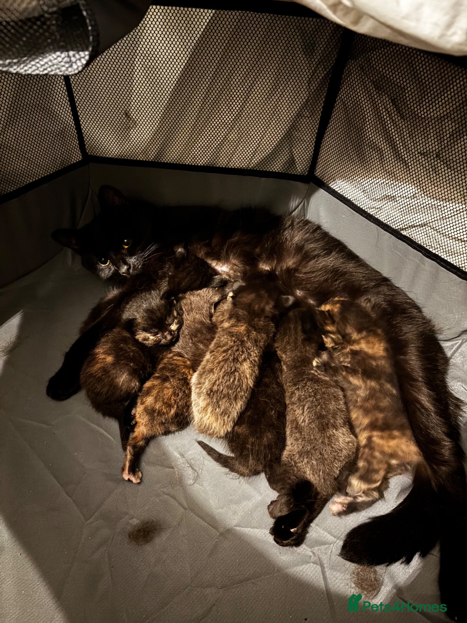 Mixed Breed cats Kittens For Sale  - Advert 2