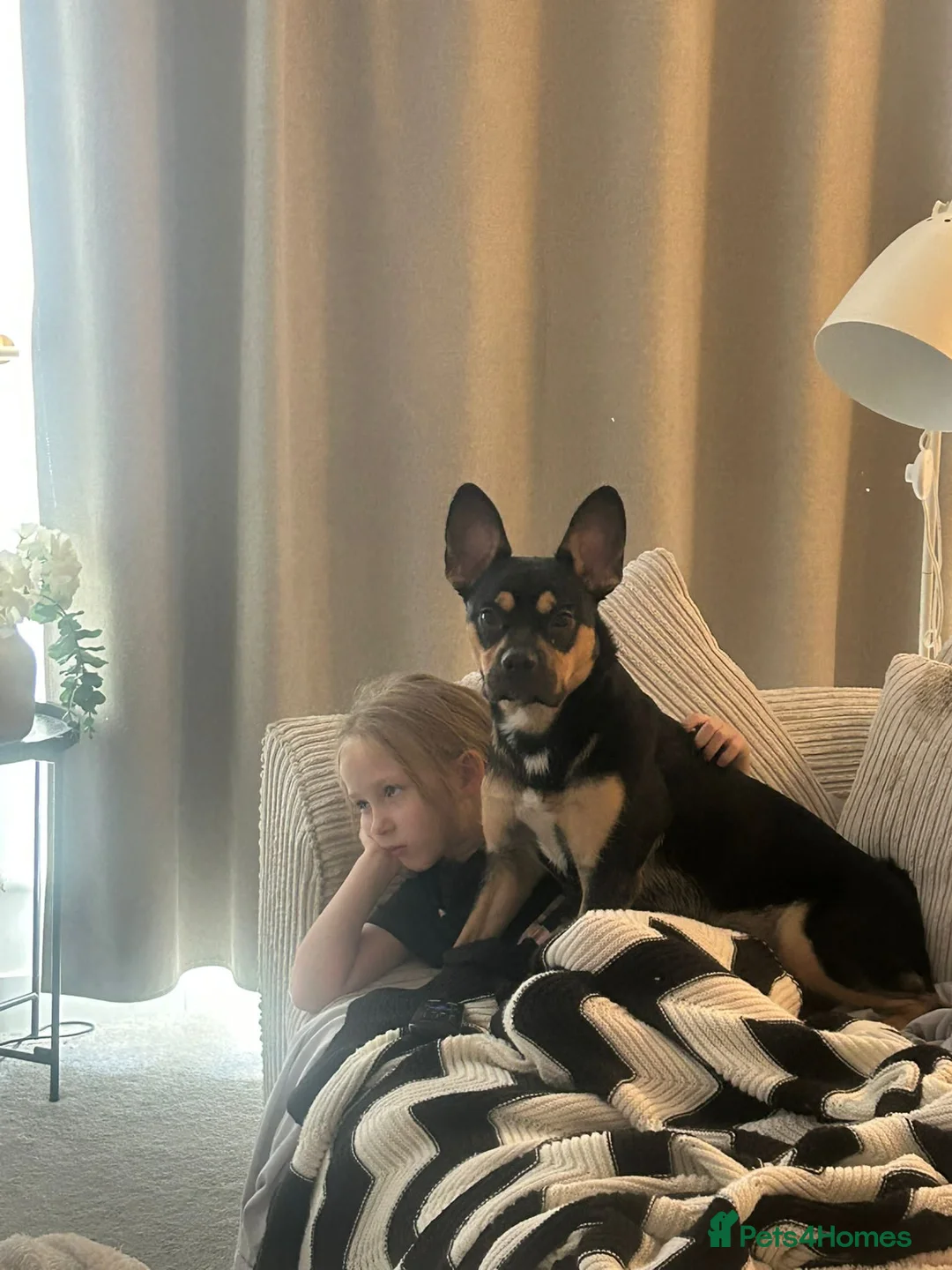 Mixed Breed dogs for sale: Frenchie cross  - Advert 8