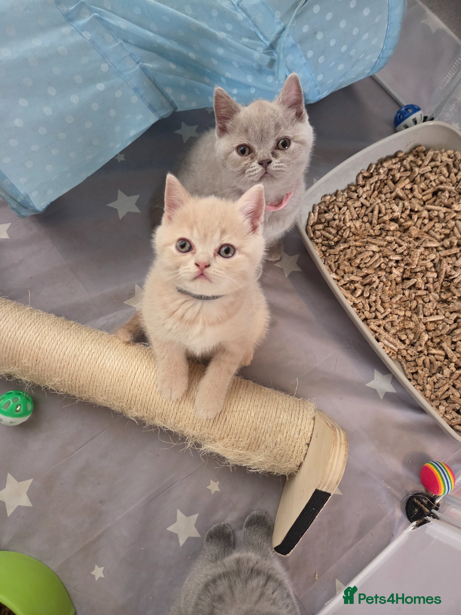 British Shorthair cats British shorthair kittens  - Advert 4