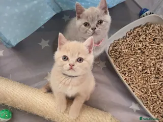 British Shorthair cats British shorthair kittens - Advert 4
